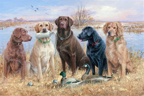 Duck Hunting Backgrounds 48 Images