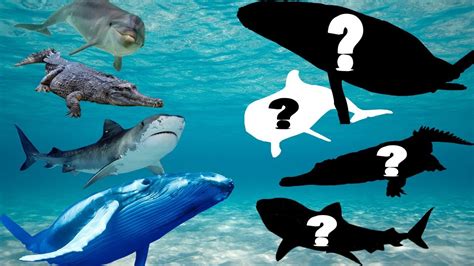 Learn Sea Animals Names For Children And Toddlers Ocean