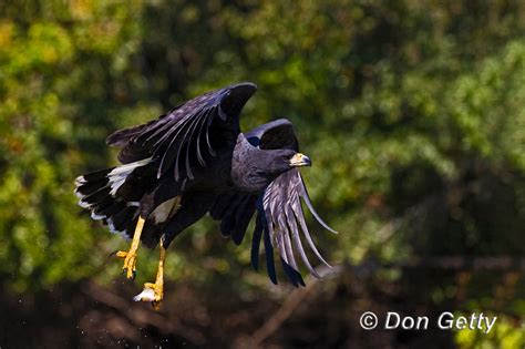 Don Getty Wildlife Photography Hawk Great Black Hawkgba96i9345