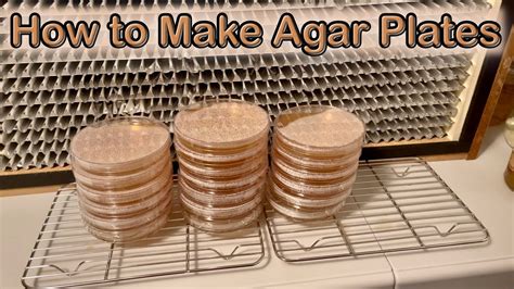How To Make Agar Plates For Growing Mushrooms Youtube