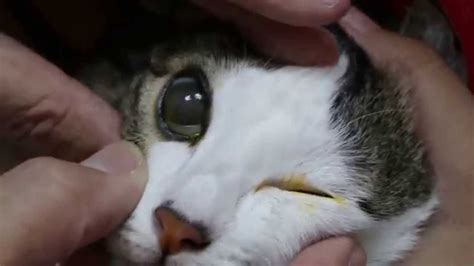 Baby Cat Eye Infection