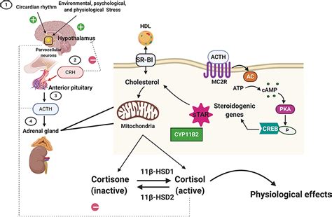 Frontiers Glucocorticoid Signaling And The Aging Heart