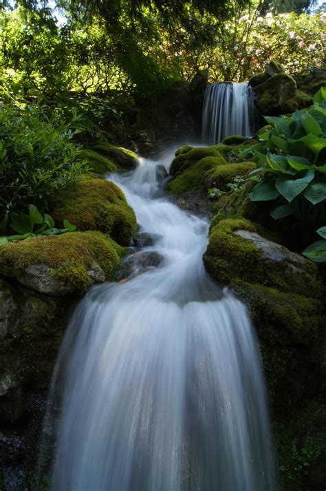 Running Water Surrounded By Green Leaved Trees During Daytime Hd