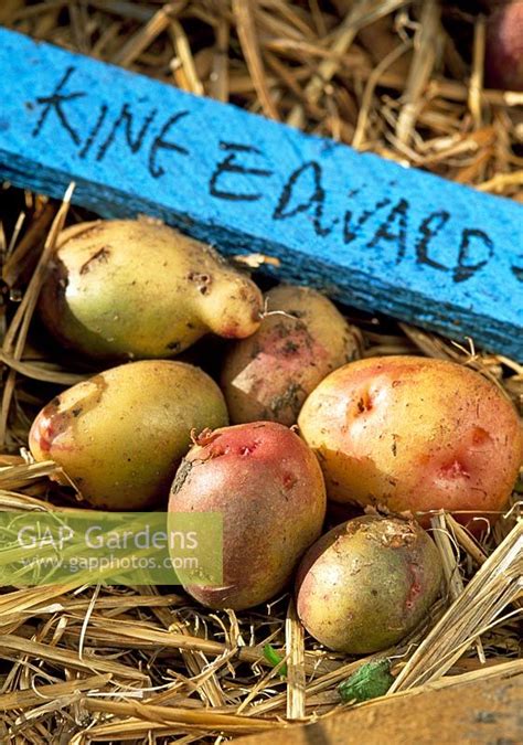 Look through examples of potato translation in sentences, listen to pronunciation and learn grammar. GAP Gardens - King Edward potatoes - Image No: 0117287 - Photo by Howard Rice