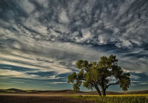 Lone Tree In Field Photograph By Bob Cournoyer