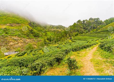 Green Tea Plantation Farm Landscape Hill Cultivation Stock Photo