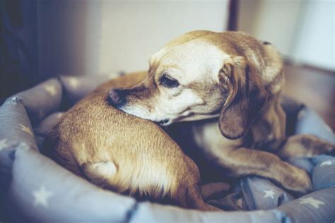 Doença Do Carrapato Em Cães Sintomas E Tratamento Revista My Pet