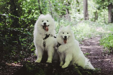 Samoyed All About Dogs Orvis Vlrengbr