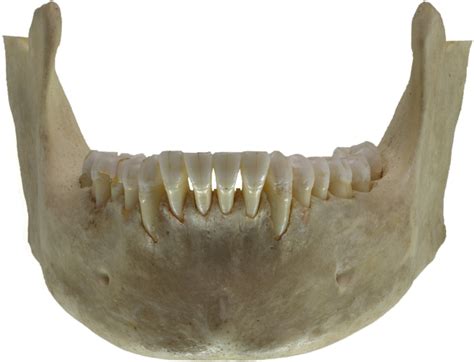 Human Mandible Anatomical Diagram