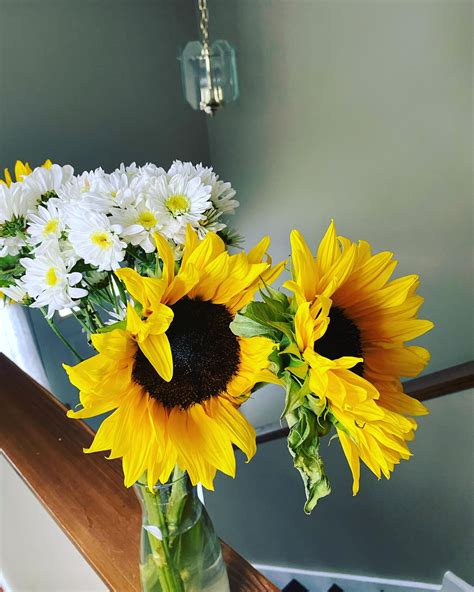 Sonya Buchanan This Weeks Flowers Are The Sunflowers A