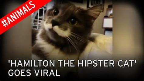 Meet Hamilton The Hipster Cat Whose Purr Fect Moustache Makes Him The