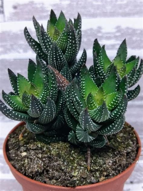 So in order to get a uniform. Haworthia coarctata is low maintenance, drought tolerant ...