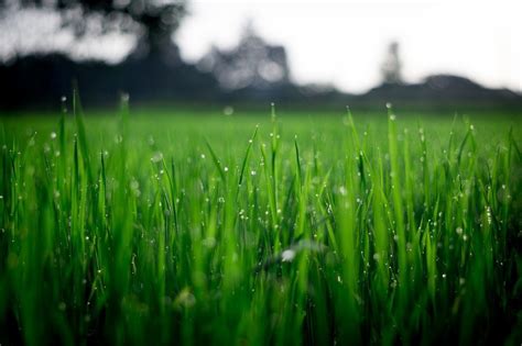 Maybe you would like to learn more about one of these? How Much Water Does Your Lawn Really Need? - Perennial Lawn Care