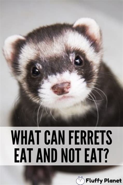 Can Ferrets Eat Cat Biscuits Cat Meme Stock Pictures And Photos