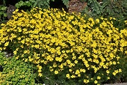 Zagreb Tickseed (Coreopsis verticillata 'Zagreb') in Denver Arvada ...