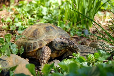 Tortaddiction Keeping Tortoises Outdoors In The Pacific Northwest
