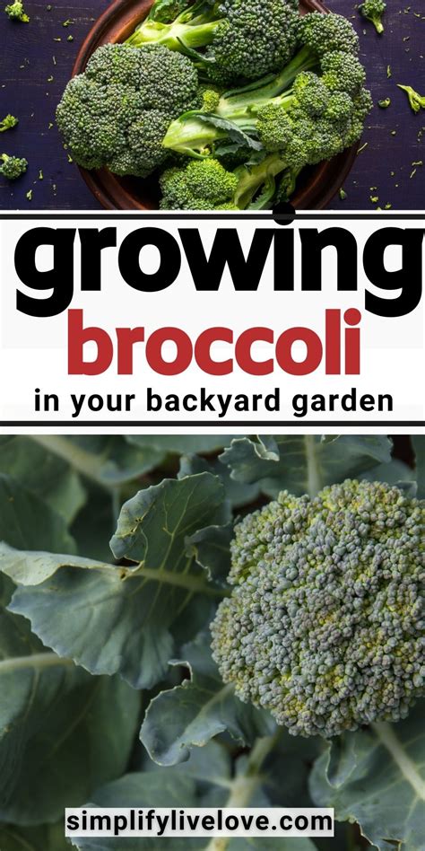 How To Grow Broccoli From Seed To Harvest In 2021 Growing Broccoli