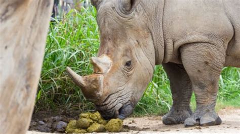 15 Things You Might Not Know About Rhinos Mental Floss