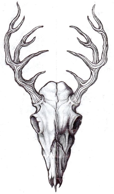 A Drawing Of A Deer Skull With Antlers On It