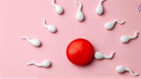 penting untuk diketahui air mani dan sperma ternyata tak sama apa perbedaannya berikut
