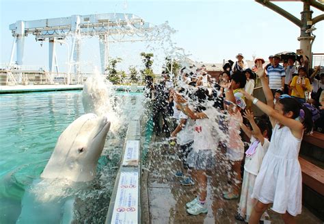 Beluga Whales Interact With Visitors At Hakkeijima Sea Paradise In