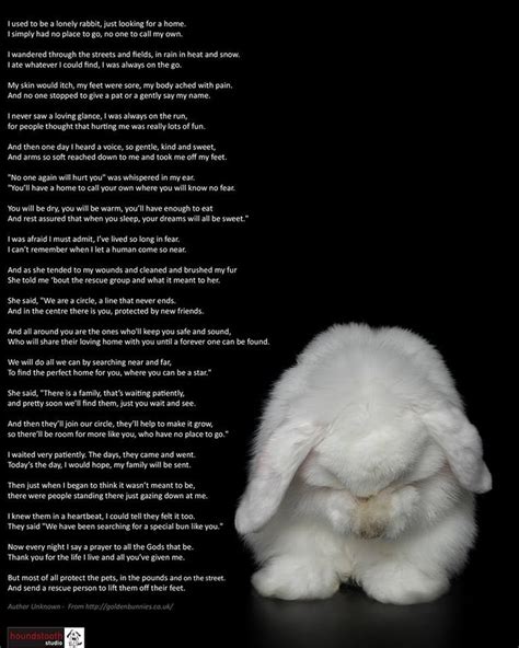 Bunny Poems