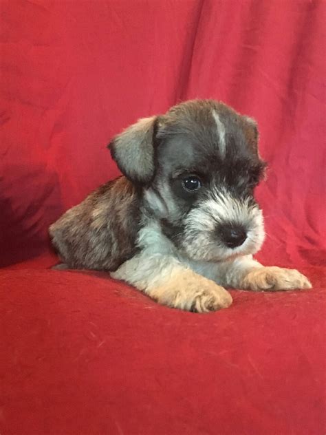 Rare true miniature schnauzer more puppies coming soon. Miniature Schnauzer Puppies For Sale | Naples, TX #242111