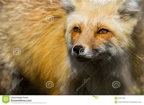 Red Fox Stock Image Image Of Orange Wyoming West Canine 54271233