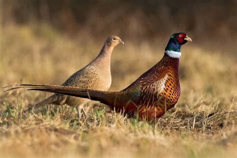 Ring Necked Pheasants Not Native To Us But Have Thrived As A Game
