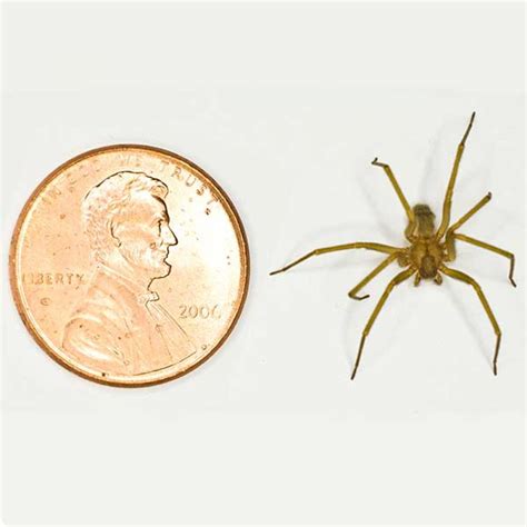 Things You Probably Didnt Know About Brown Recluse Spiders Page 2