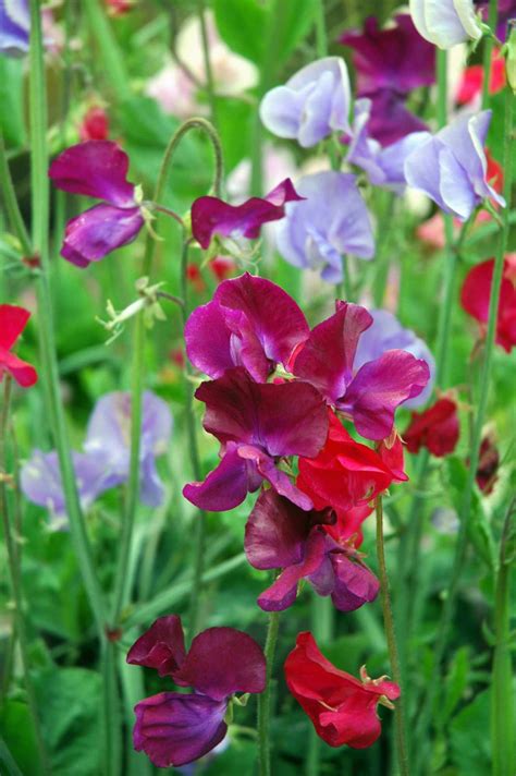 How To Grow And Care For Sweet Pea Flowers