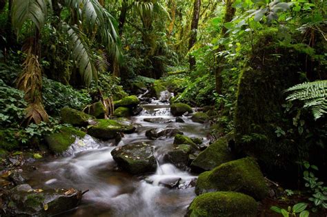 Amazon Countries Meet To Bolster Rainforest Protection Jammu Kashmir