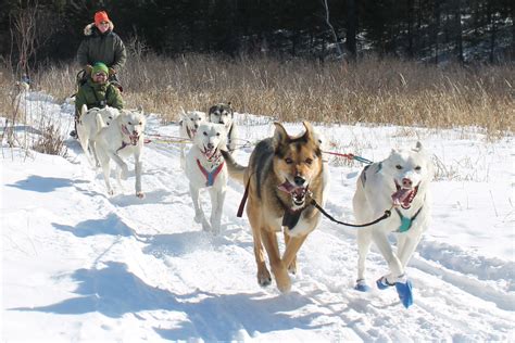 The Top 5 Dog Sledding Adventures In Minnesota Dog Sledding North