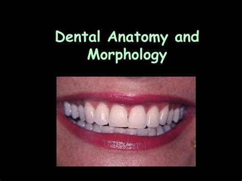 Ppt Welcome To Dental Anatomy And Tooth Morphology Resd 701701l