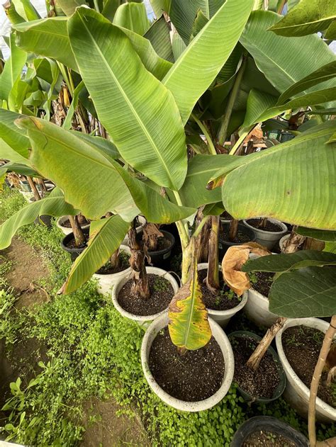 Kluai Namwa Pak Chong 50 熱帯果樹 バナナ畑