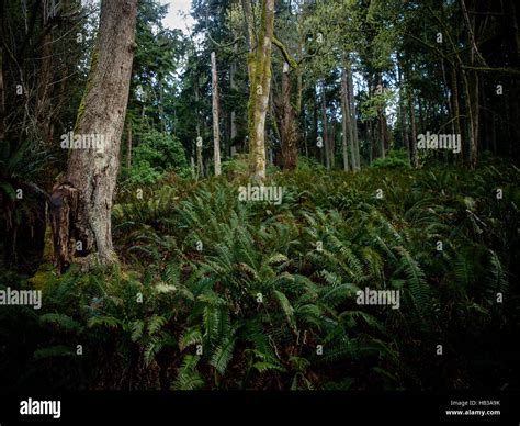 Old Growth Forest Near Seattle Washington Stock Photo Alamy