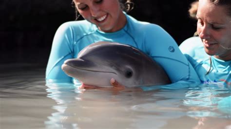 Caring For Baby Dolphins Dolphin Quest Bermuda Youtube