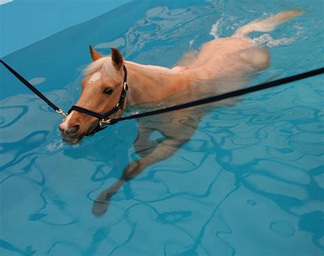 Equine Water Treadmill Or Equine Swimming Pool Stable Style