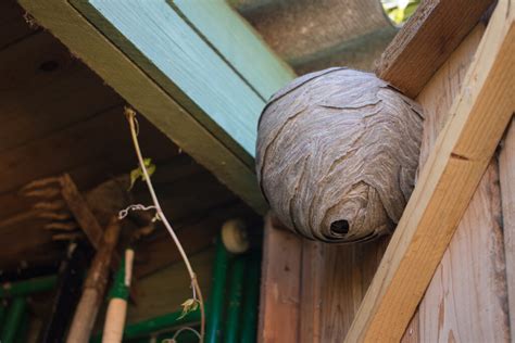 How To Get Rid Of Wasp Nests Drive Bye Pest Exterminators