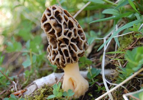 Minnesota Secretary Of State State Mushroom Morel