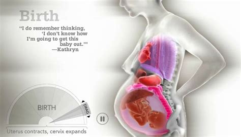 How A Womans Organs Move Around During Pregnancy Pregnant Life