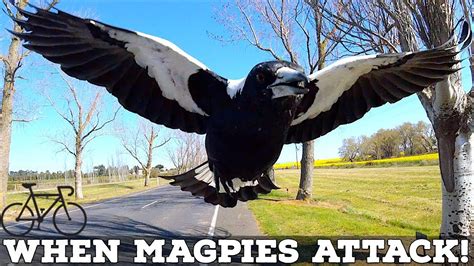 When Magpies Attack Six Tips To Avoid Swooping Magpies Youtube