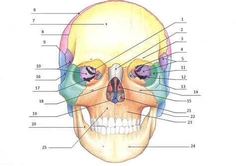 Skull Bones Labeling Quiz