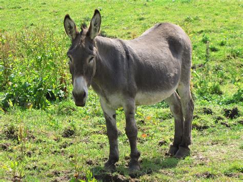 Donkey In The Meadow Free Stock Photo Public Domain Pictures