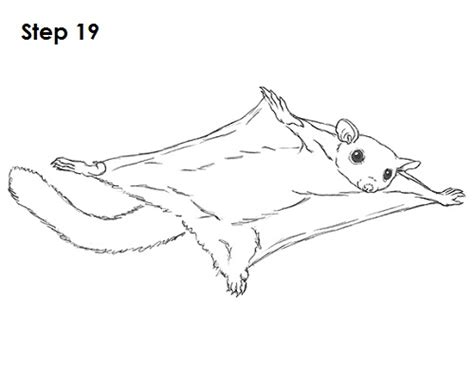 Learn how to draw step by step in a fun way! How to Draw a Sugar Glider