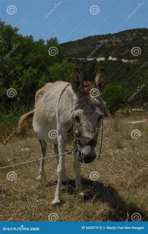 Donkey In The Mountains Of Greece Stock Image Image Of Looking