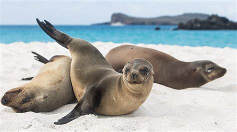 Galapagos Sea Lions Information And Facts With Quasar Expeditions