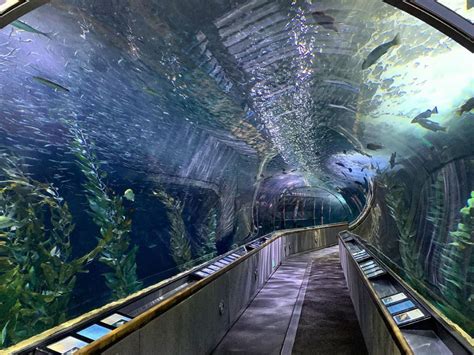 Aquarium Of The Bay Entire Aquarium With Classic Glass Tunnels