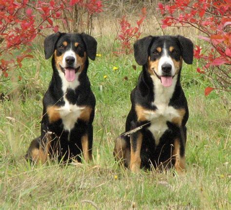 Entlebucher Mountain Dog History Personality Appearance