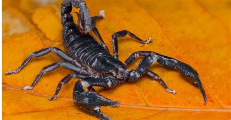 The 10 Largest Scorpions In The World A Z Animals